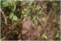 Grewia orbiculata
